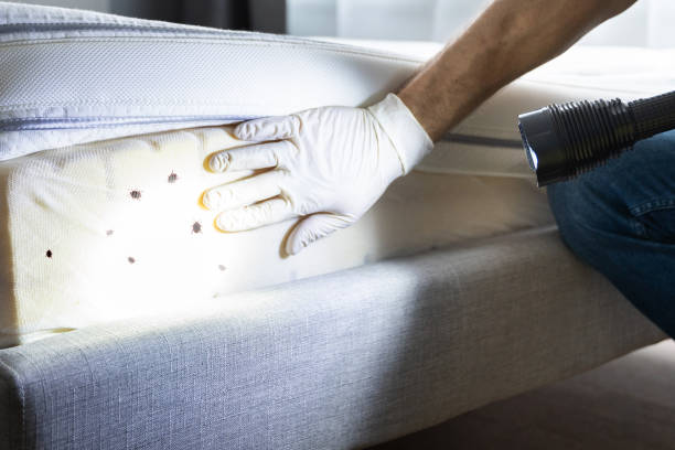 Best Pest Control for Restaurants  in Itasca, IL
