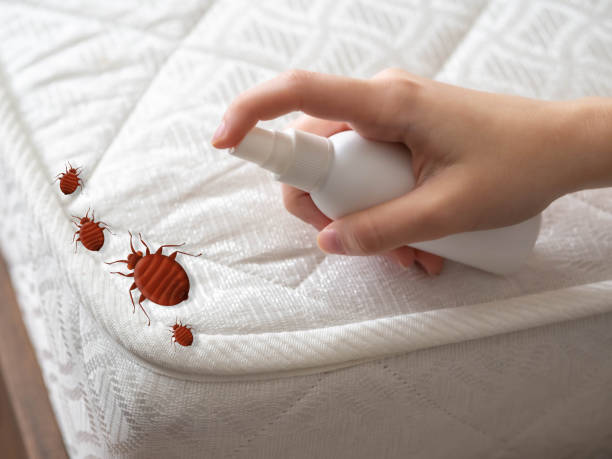 Best Wasp Removal Services  in Itasca, IL