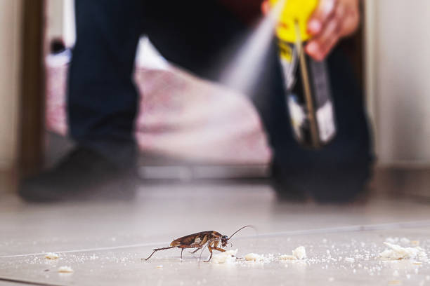 Best Affordable Pest Control Services  in Itasca, IL